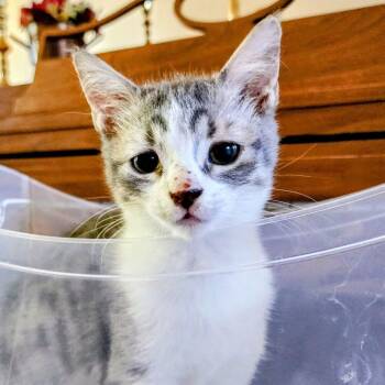 Rain -  Domestic Short Hair Cat for Adoption in Albuquerque, New Mexico - Rain | PetCurious
