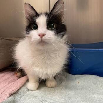 Tipsy Daisy (Special Needs Adoption) -  Domestic Medium Hair Cat for Adoption in Swanzey, New Hampshire - Tipsy Daisy (Special Needs Adoption) | PetCurious