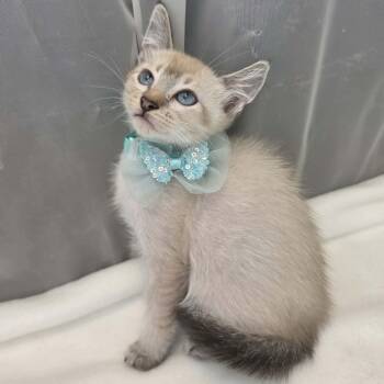 Prince -  Siamese Cat for Adoption in Foley, Alabama - Prince | PetCurious