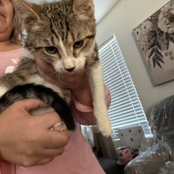 Kaspurr -  Tabby Cat for Adoption in Las Vegas, Nevada - Kaspurr | PetCurious