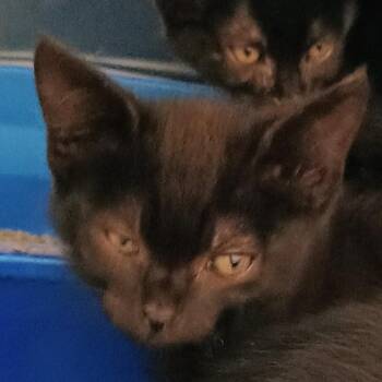 Jolene -  Domestic Short Hair Cat for Adoption in Palestine, Texas - Jolene | PetCurious