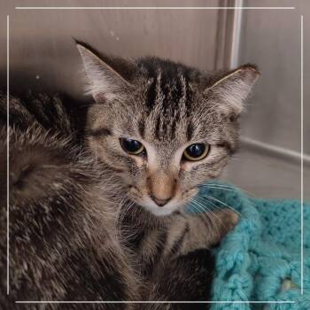 Shrek -  Domestic Medium Hair Cat for Adoption in Dearborn, Michigan - Shrek | PetCurious