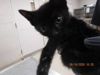 Dennis(626) -  Domestic Short Hair Cat for Adoption in Marietta, Georgia - Dennis(626) | PetCurious