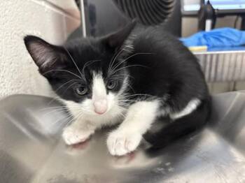 FIREFLY -  Domestic Short Hair Cat for Adoption in San Bernardino, California - FIREFLY | PetCurious
