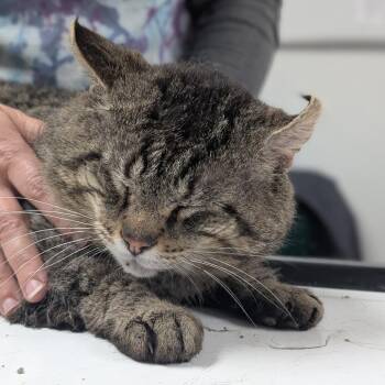 Domestic Short Hair Cats Available for Adoption in Canton, Illinois - Roscoe | PetCurious