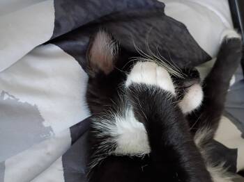 Faith -  Domestic Short Hair Cat for Adoption in Diamond Springs, California - Faith | PetCurious