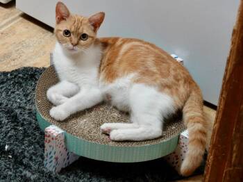 Ketchikan -  Domestic Short Hair Cat for Adoption in Raleigh, North Carolina - Ketchikan | PetCurious