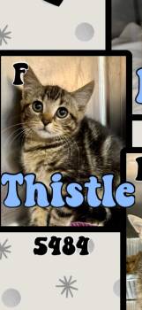 Thistle -  American Shorthair Cat for Adoption in Marvin, North Carolina - Thistle | PetCurious