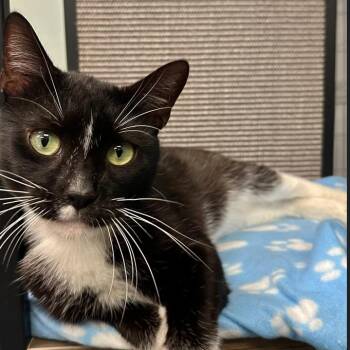Neo -  Domestic Short Hair Cat for Adoption in Boston, Massachusetts - Neo | PetCurious