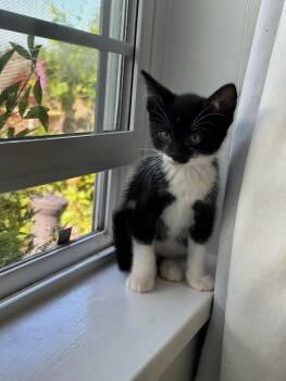 Felix -  Domestic Short Hair Cat for Adoption in Seattle, Washington - Felix | PetCurious
