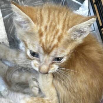 Krystal Ball -  Domestic Short Hair Cat for Adoption in Gadsden, Alabama - Krystal Ball | PetCurious