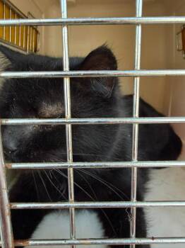 Domestic Short Hair Cats Available for Adoption in Cloquet, Minnesota - Clawd | PetCurious