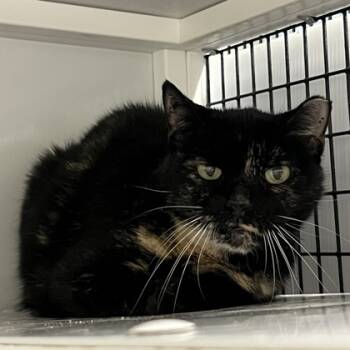 Rescue Domestic Short Hair Cats for Adoption in Carrollton, Texas - Maple | PetCurious