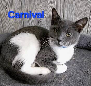 Rescue Domestic Short Hair Cats for Adoption in Macon, Georgia - Carnival | PetCurious