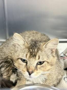 Domestic Medium Hair Cats Available for Adoption in Oakdale, California - Cornelius | PetCurious