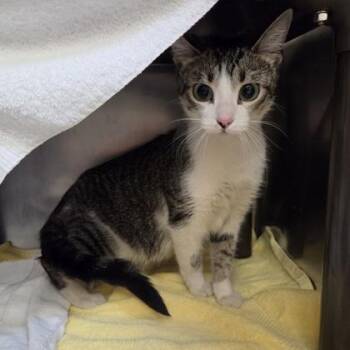 Matcha -  Domestic Short Hair Cat for Adoption in Westland, Michigan - Matcha | PetCurious
