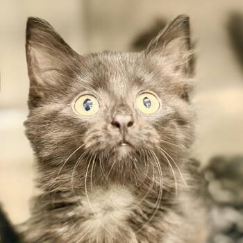 Star -  Domestic Medium Hair Cat for Adoption in Jackson Township, New Jersey - Star | PetCurious