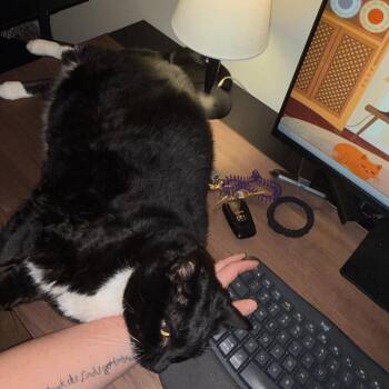 American Shorthair Cats Available for Adoption in Washougal, Washington - Dutchess | PetCurious