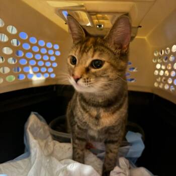 Passenger -  Domestic Short Hair Cat for Adoption in Fredericksburg, Virginia - Passenger | PetCurious