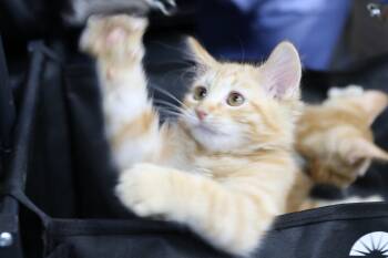 Maine Coon and Tabby Cats Available for Adoption in Cut Bank, Montana - Fethry | PetCurious