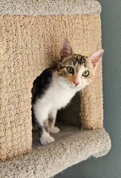 Primrose -  Domestic Short Hair Cat for Adoption in San Jacinto, California - Primrose | PetCurious