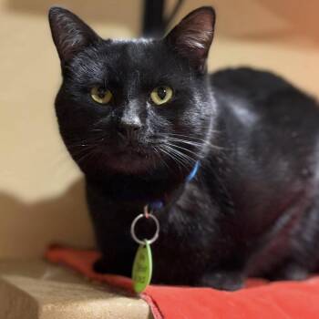 Domestic Short Hair Cats Available for Adoption - Deeno | PetCurious