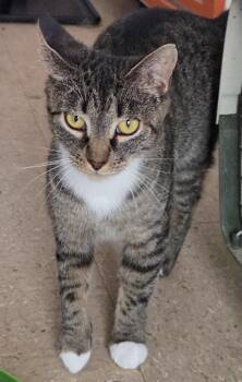 Livvie -  Domestic Short Hair Cat for Adoption in Mansfield, Connecticut - Livvie | PetCurious