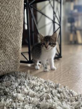 Domestic Short Hair Cats Available for Adoption in Vacaville, California - Mousey | PetCurious