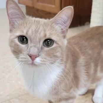 Domestic Short Hair Cats Available for Adoption in Rushville, Illinois - Lilo | PetCurious