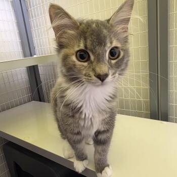 Nosy Rosey -  Domestic Medium Hair Cat for Adoption in Oshkosh, Wisconsin - Nosy Rosey | PetCurious