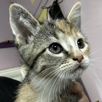 Oblina -  Domestic Short Hair Cat for Adoption in Grinnell, Iowa - Oblina | PetCurious