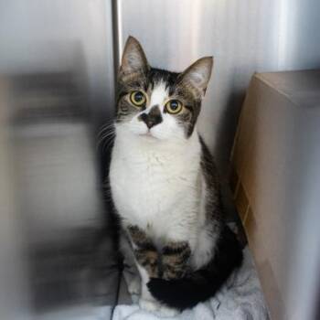 Nuri -  Domestic Short Hair Cat Available for Adoption in Atlanta, Georgia - Nuri | PetCurious