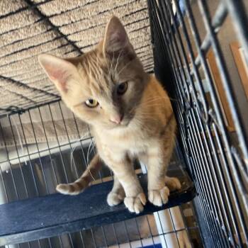 Domestic Short Hair Cats Available for Adoption - Dustin | PetCurious