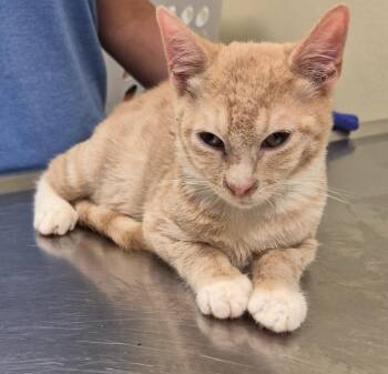 Philbert -  Domestic Short Hair Cat for Adoption in Christiansburg, Virginia - Philbert | PetCurious
