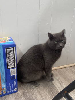 Rescue Domestic Short Hair Cats for Adoption in Trenton, New Jersey - Brewster | PetCurious