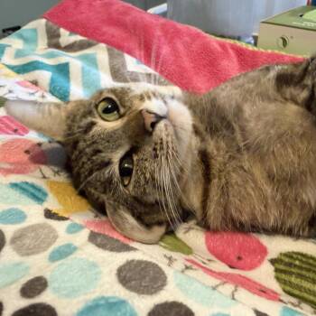 Domestic Short Hair Cats Available for Adoption in Riverwoods, Illinois - Momma Kay | PetCurious