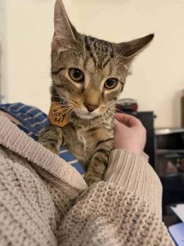 Joey (JoJo) -  Domestic Short Hair and Tabby Cat for Adoption in Lewisburg, Pennsylvania - Joey (JoJo) | PetCurious