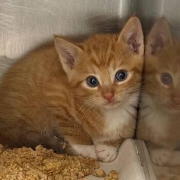Leonard -  Domestic Short Hair Cat Available for Adoption in Abilene, Texas - Leonard | PetCurious