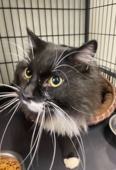 Rescue Domestic Long Hair Cats for Adoption in Rock Springs, Wyoming - Lucinda | PetCurious