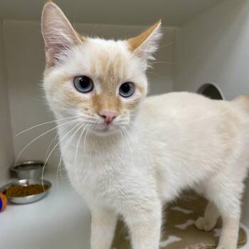 Luna -  Domestic Short Hair Cat for Adoption in Champaign, Illinois - Luna | PetCurious