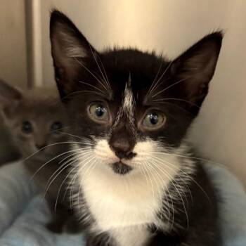 Absol -  Domestic Short Hair Cat for Adoption in League City, Texas - Absol | PetCurious