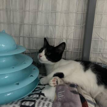 Domestic Short Hair Cats Available for Adoption - Flopsy | PetCurious