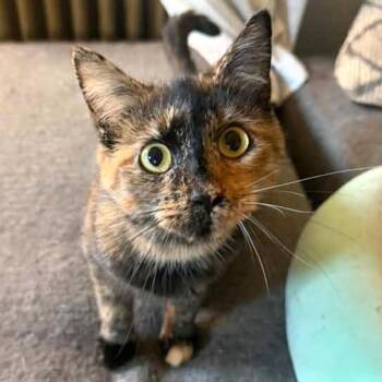 Delilah -  Domestic Short Hair Cat for Adoption - Delilah | PetCurious
