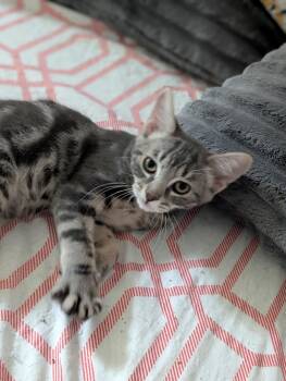 Denali -  Tabby Cat for Adoption in Richmond, Virginia - Denali | PetCurious
