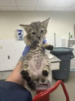 LILY -  Domestic Short Hair Cat for Adoption in Doral, Florida - LILY | PetCurious