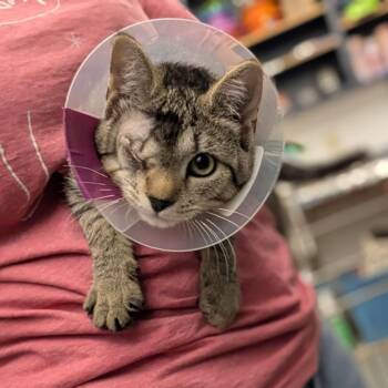 Fresca -  Domestic Short Hair Cat for Adoption in Pittsburgh, Pennsylvania - Fresca | PetCurious