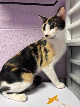 Hazel -  Domestic Short Hair Cat for Adoption in El Paso, Texas - Hazel | PetCurious