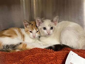 JONI -  Domestic Short Hair Cat for Adoption in Tustin, California - JONI | PetCurious