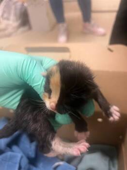 Domestic Short Hair Cats Available for Adoption in Riverside, California - PAQUITA | PetCurious