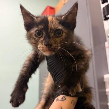 Dr. Pepper (brown) -  Domestic Short Hair Cat for Adoption in Keizer, Oregon - Dr. Pepper (brown) | PetCurious